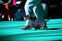 Crufts_dachshunds 068